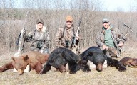 3 bears cropped